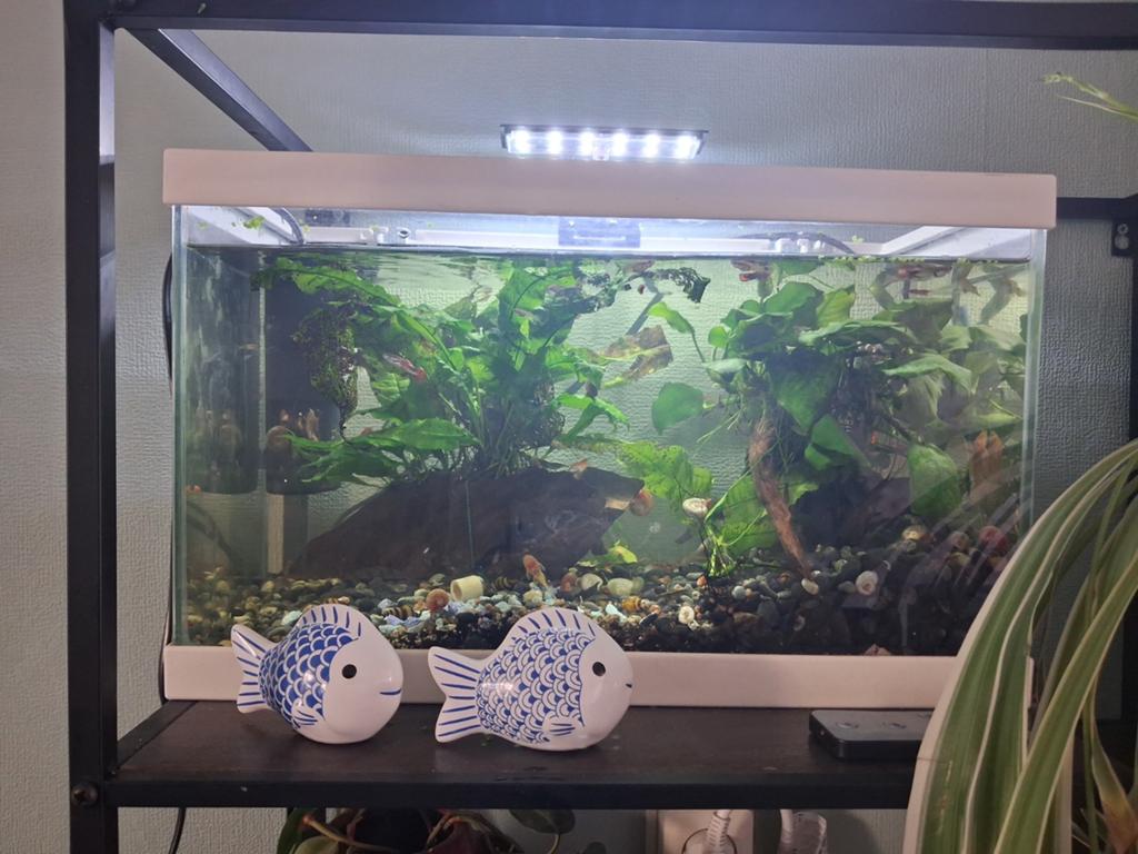 Compleet aquarium 40 cm breed, Dieren en Toebehoren, Ophalen, Zo goed als nieuw, Gevuld zoetwateraquarium