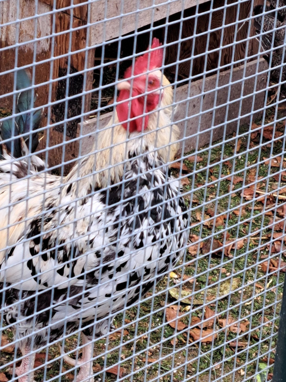 Harry de haan met zijn 4 dames zoekt nieuwe gezin, Meerdere dieren, Kip