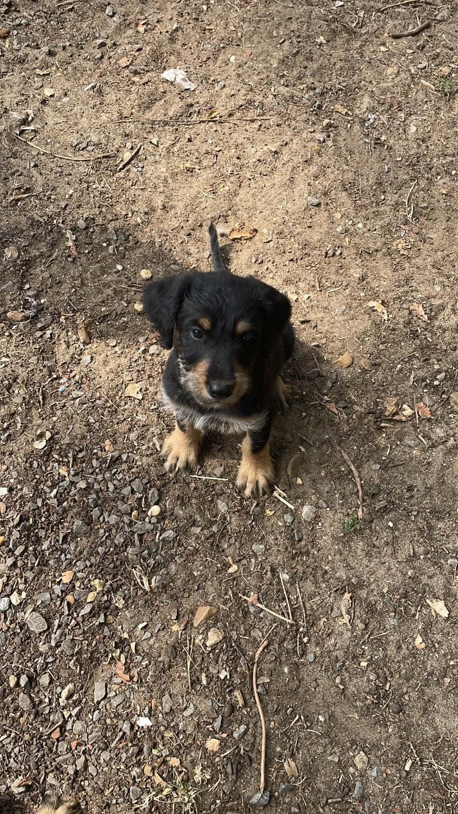 Kruising pup, Parvo, Reu, 8 tot 15 weken, Eén hond