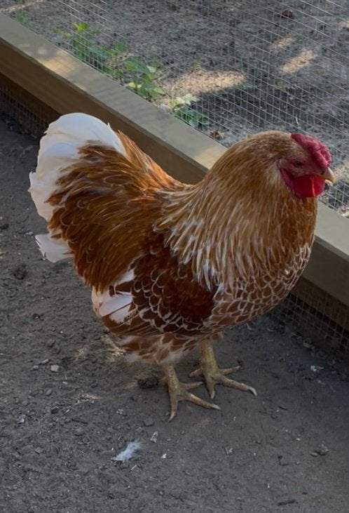 Mooie statige Wyandotte haan geelwit gezoomd, Dieren en Toebehoren, Mannelijk, Kip