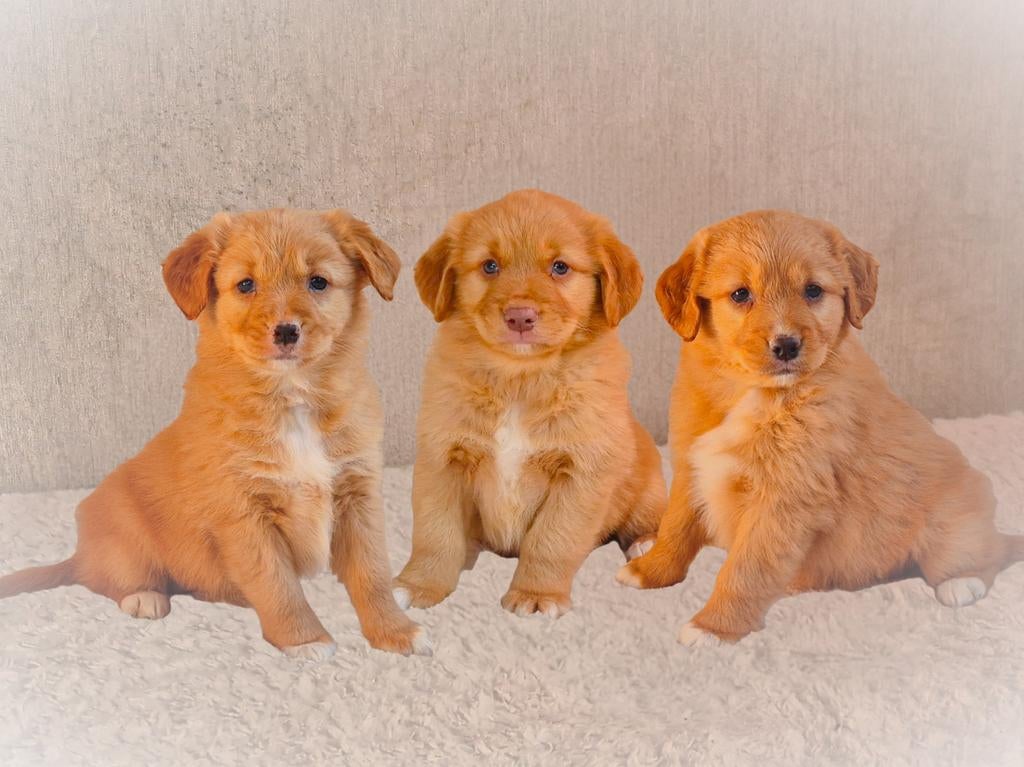 Hele lieve, enthousiaste raszuivere Toller pups!, Parvo, Overige rassen, 8 tot 15 weken, Meerdere