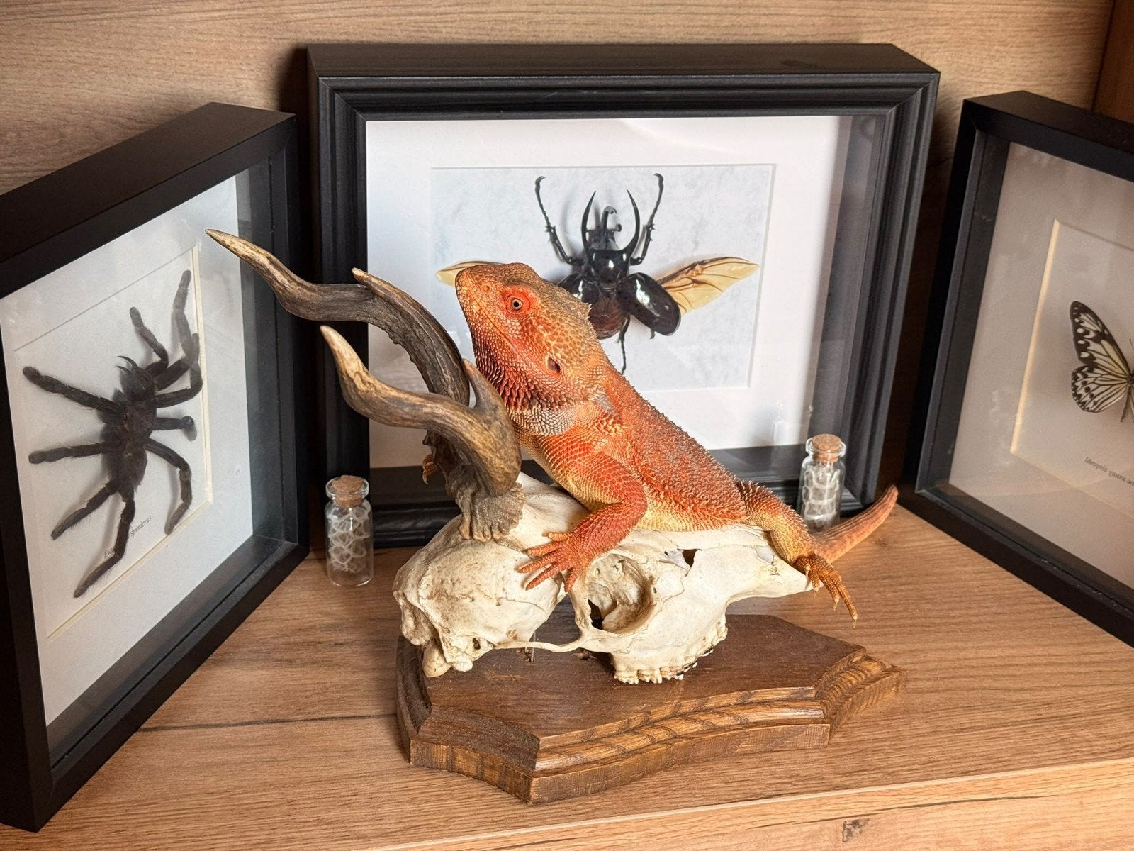 Baardagaam man Bearded Dragon photo 4