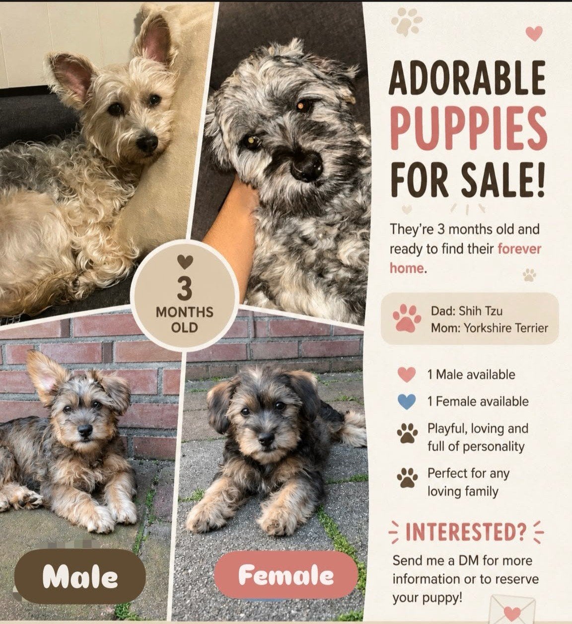 Puppy's, Dieren en Toebehoren, Overige rassen, Teef, Eén hond, Nederland
