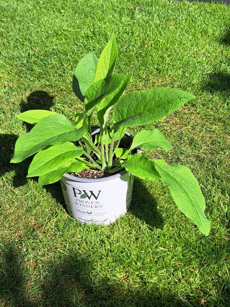 Smeerwortel (Bocking 14) in 3-liter pot - permacultuur, Ophalen, Minder dan 100 cm, Overige soorten, Volle zon
