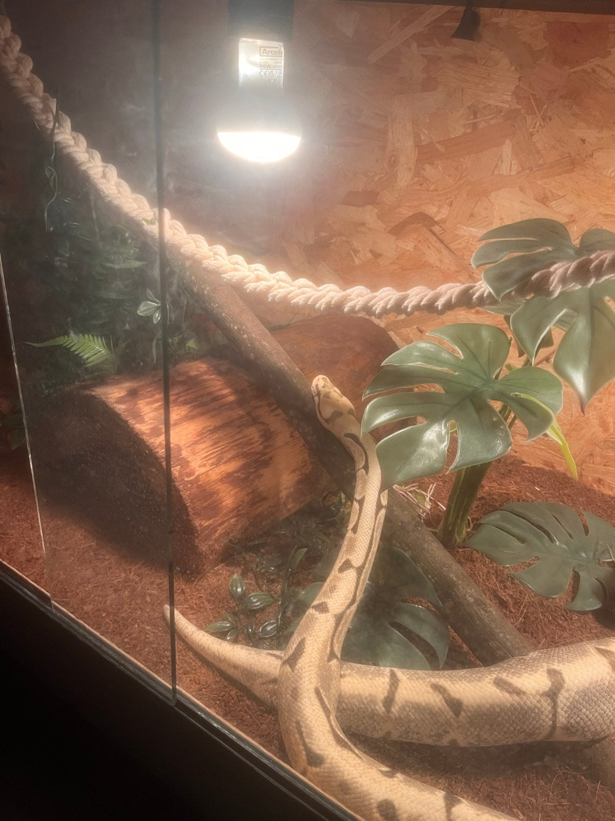 0.1 Spider desert ghost python regius Ball Python - female for sale from Kevin