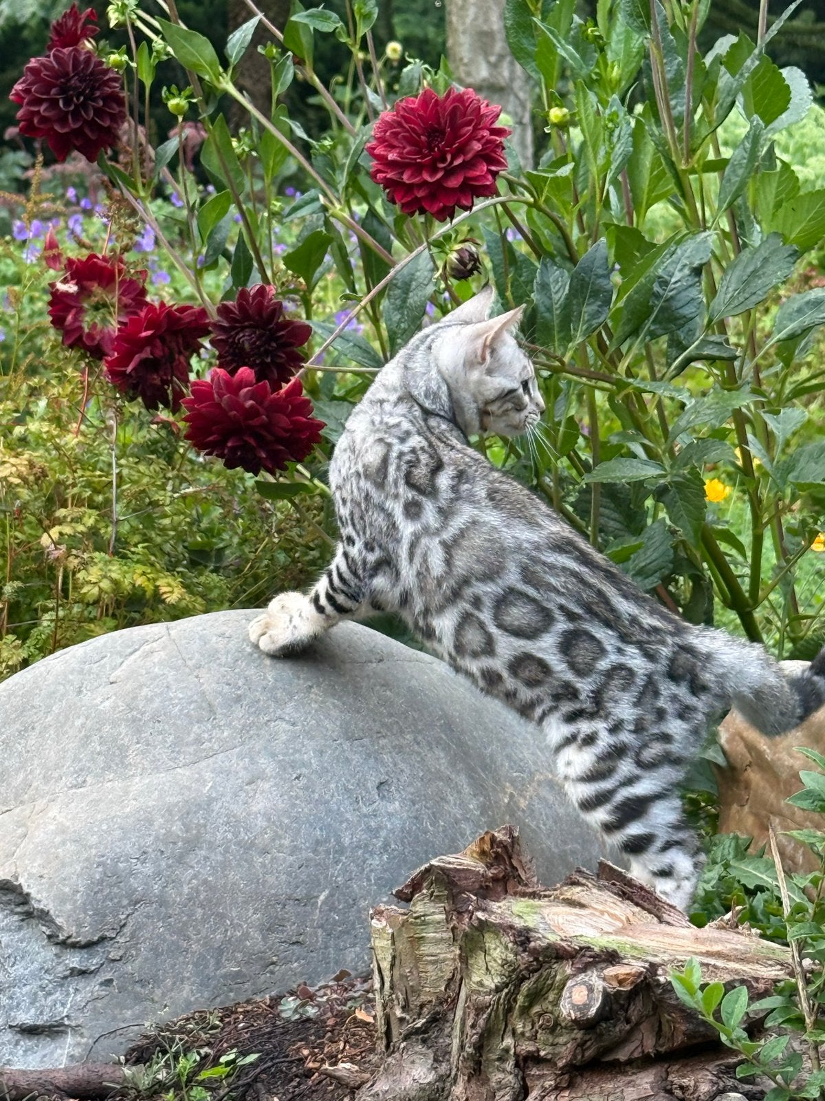 Lieve raszuivere bengaalse kittens, Dieren en Toebehoren, Meerdere dieren, Gechipt