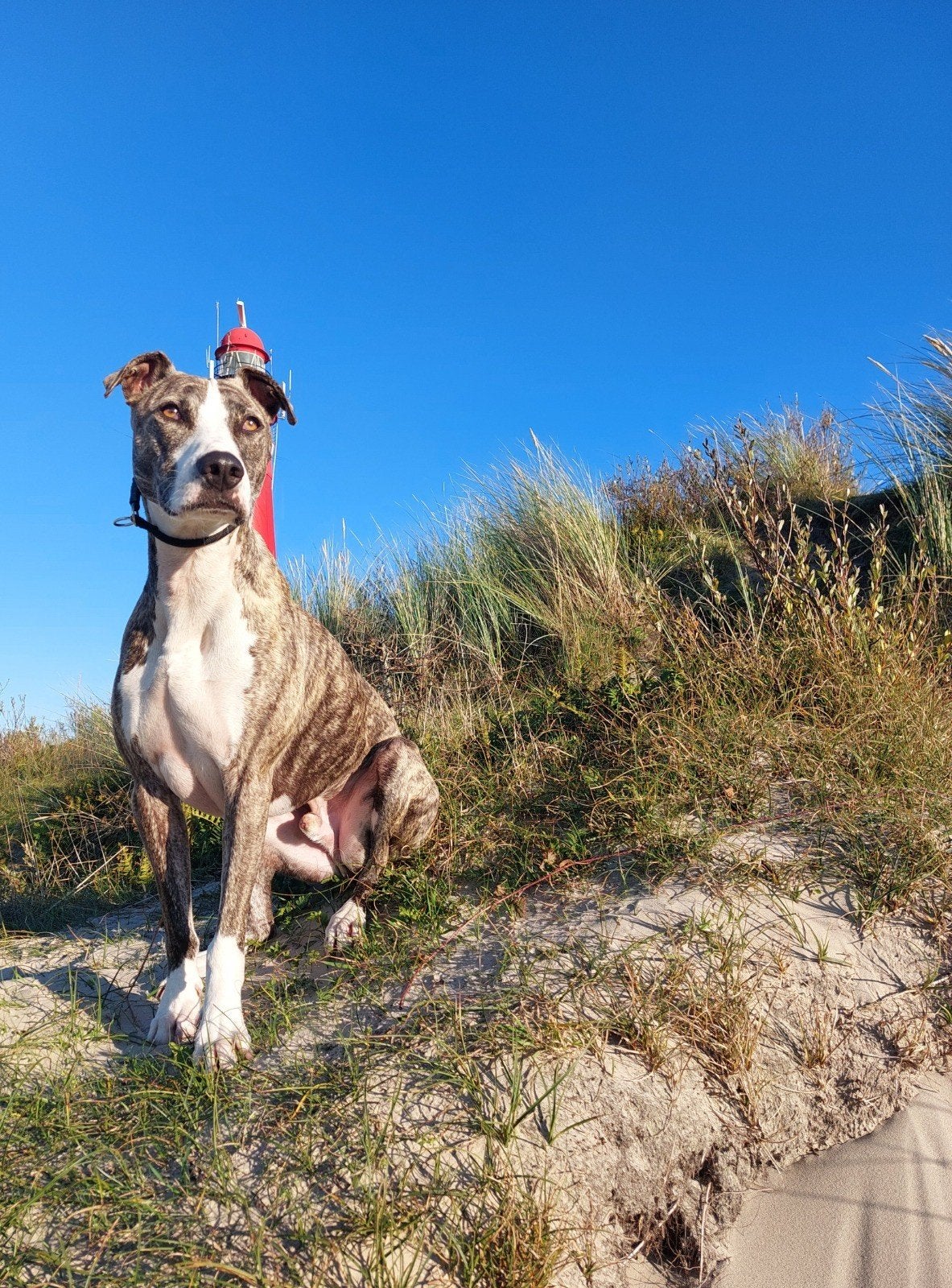 Appa sportieve allemansvriend zoekt een nieuw huis, Dieren en Toebehoren, Eén hond, CDV (hondenziekte), 3 tot 5 jaar, Nederland