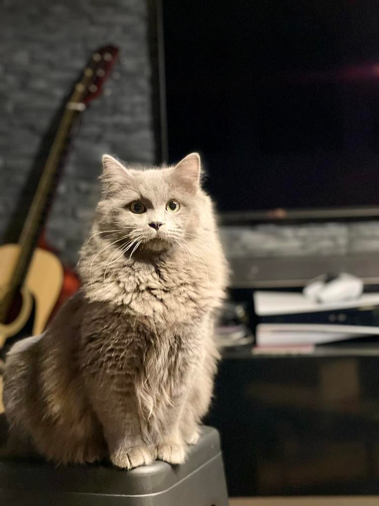 Dekkater, Kater
