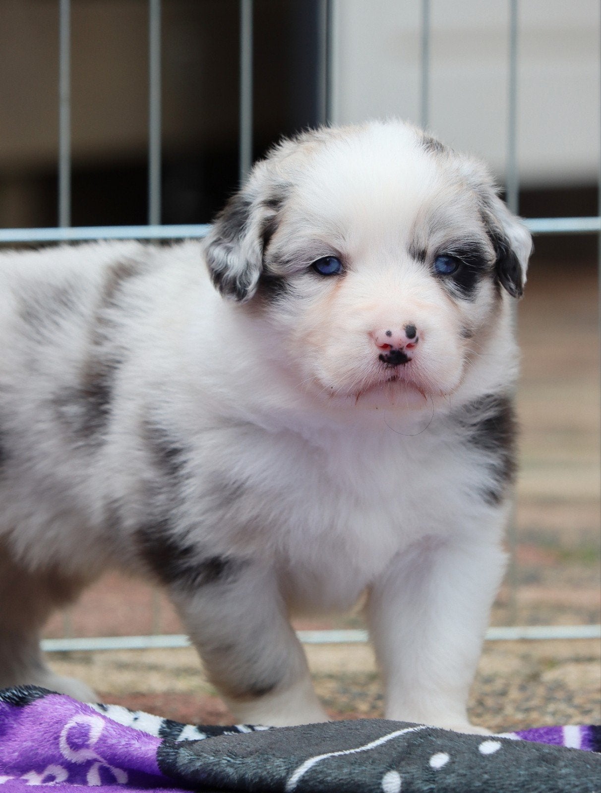 Prachtige Australian shepherd X Border collie pups!, Meerdere, Meerdere dieren, Nederland, Particulier
