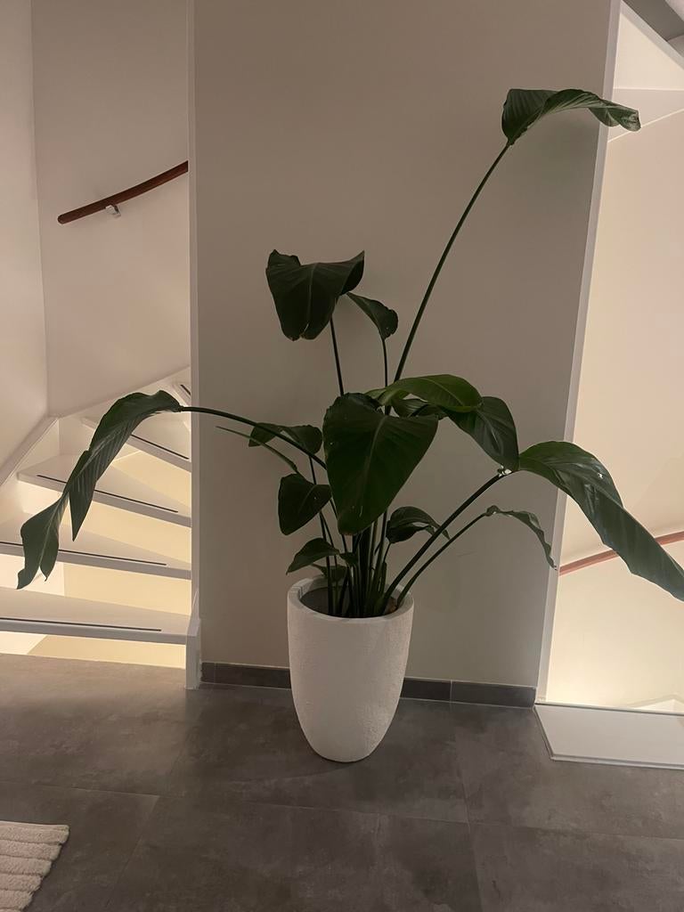 Mooie volle gezonde Strelitzia kamerplant, Huis en Inrichting, Kamerplanten, Ophalen, Halfschaduw