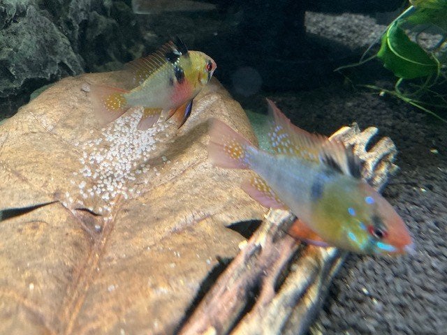 Koppel Mikrogeophagus ramirezi 4 - 4,5 cm!!!, Vis, Zoetwatervis