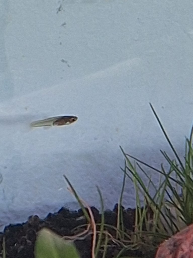 Guppies, Vis, Zoetwatervis