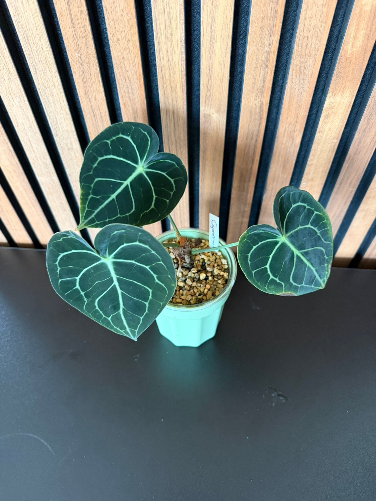 Anthurium Clarinervium, Huis en Inrichting, Overige soorten, In pot, Minder dan 100 cm, Groene kamerplant
