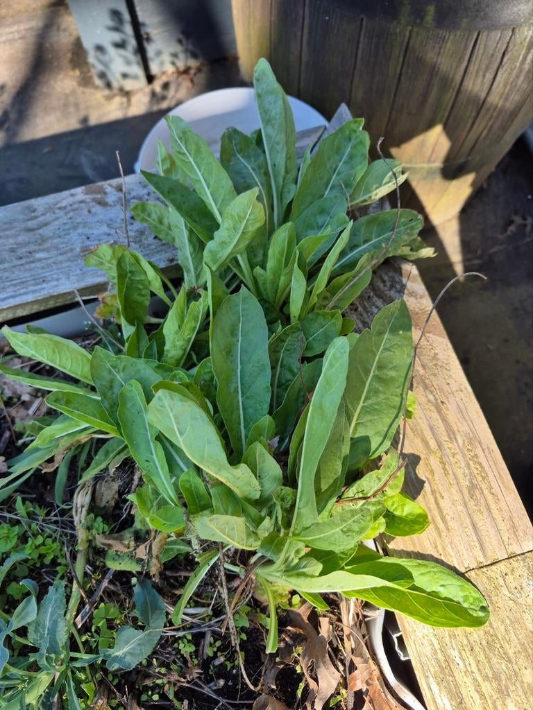 Biologische teunisbloem stekken, Tuin en Terras, Planten | Tuinplanten, Ophalen, Volle zon, Groenteplanten, Eenjarig