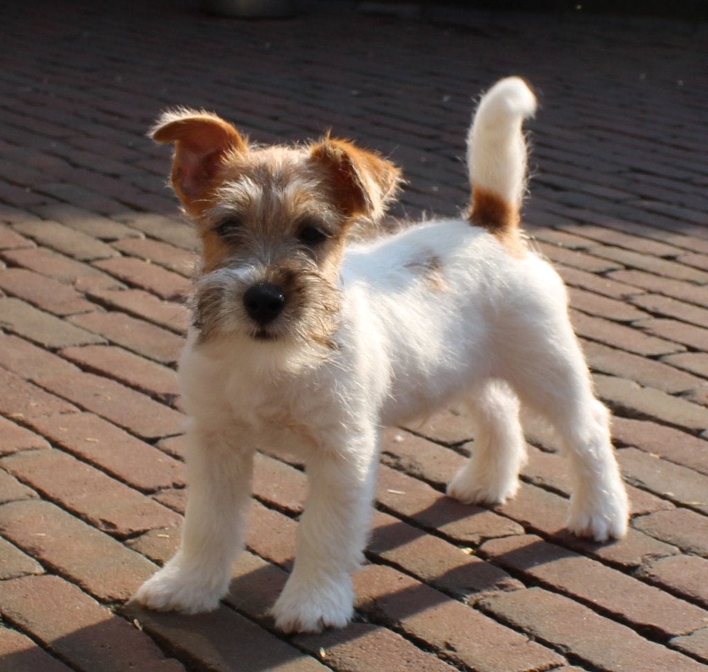 Ruwhaar Jack Russel pups met stamboom, Dieren en Toebehoren, Honden | Jack Russells en Terriërs, Reu, Jack Russell Terriër, Fokker | Professioneel