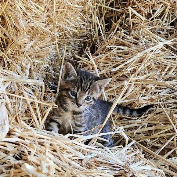 Lieve boerderijkittens - cypersen, Dieren en Toebehoren, Meerdere dieren, Ontwormd