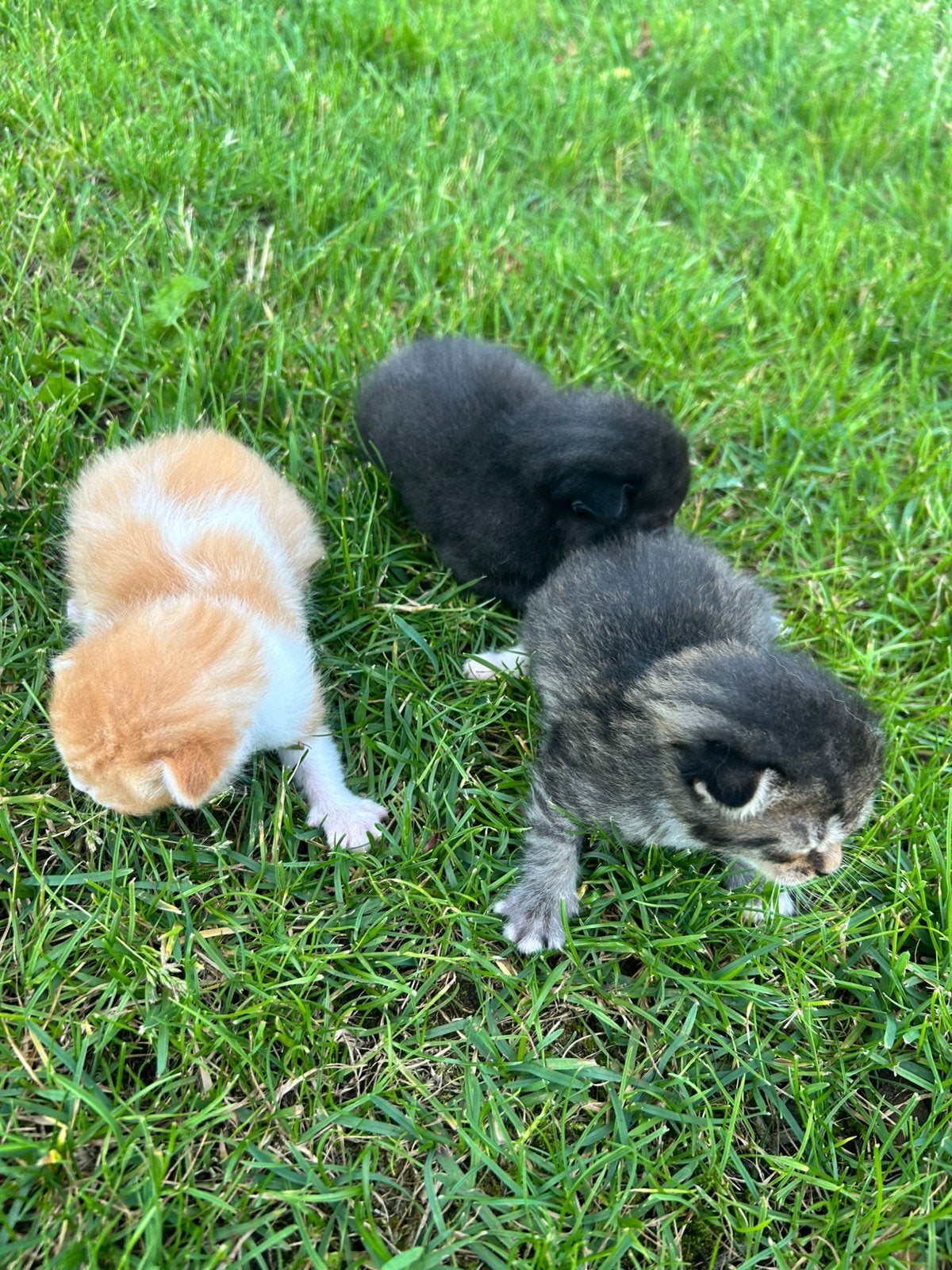 Mooie boerderij kittens te koop, Dieren en Toebehoren, Katten en Kittens | Overige Katten, Meerdere dieren