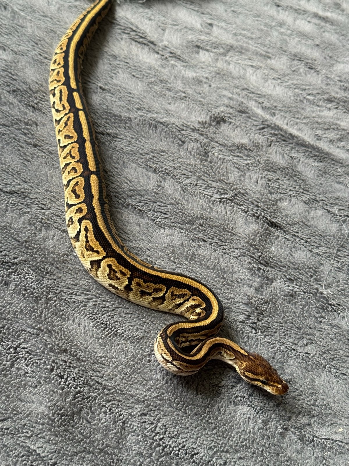 Python Regius 0.1 Cypress Bongo het Clown 2025 Ball Python - female for sale from Qmi