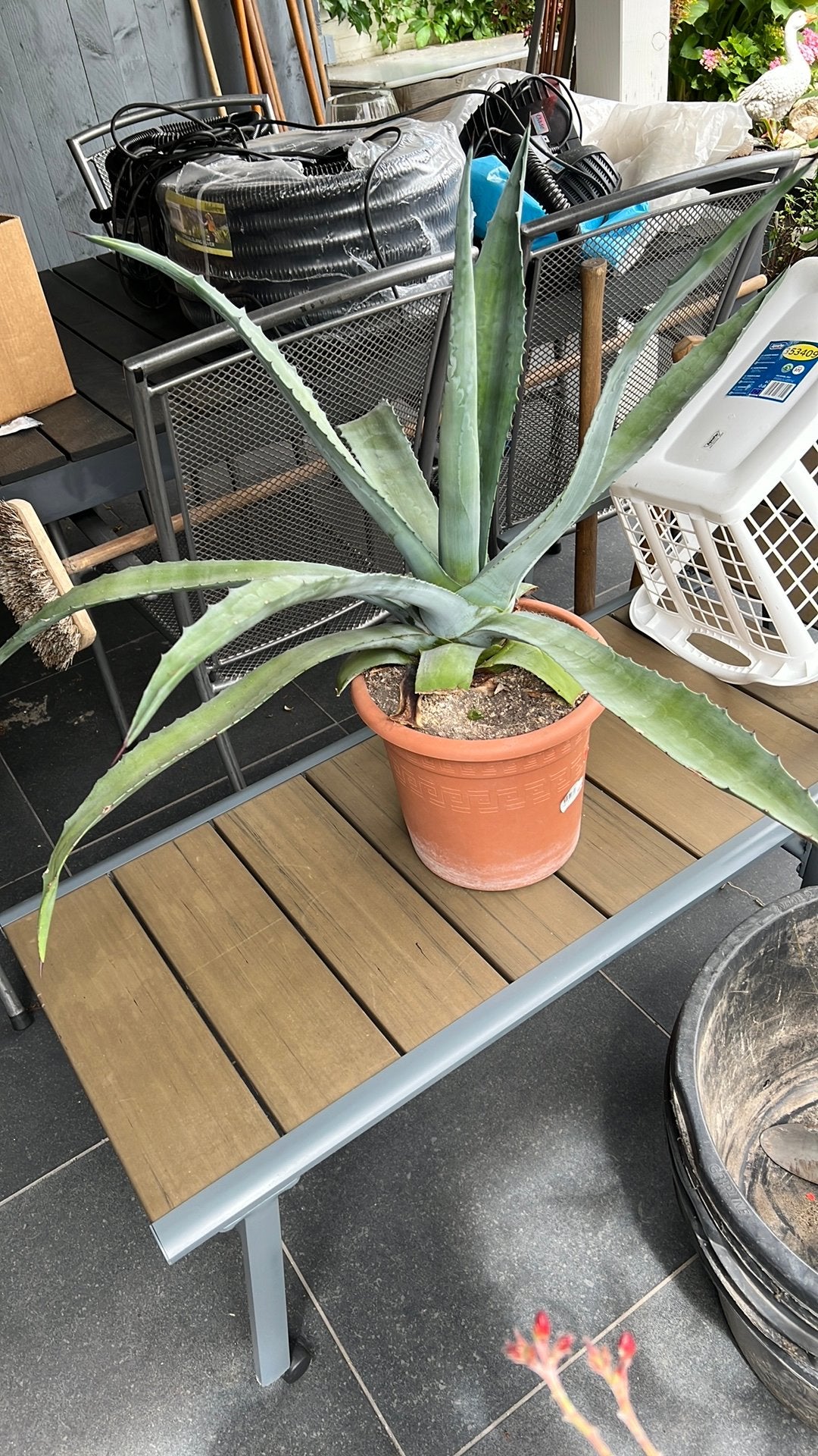 Een mooie plant, Ophalen of Verzenden, Overige soorten, Volle zon