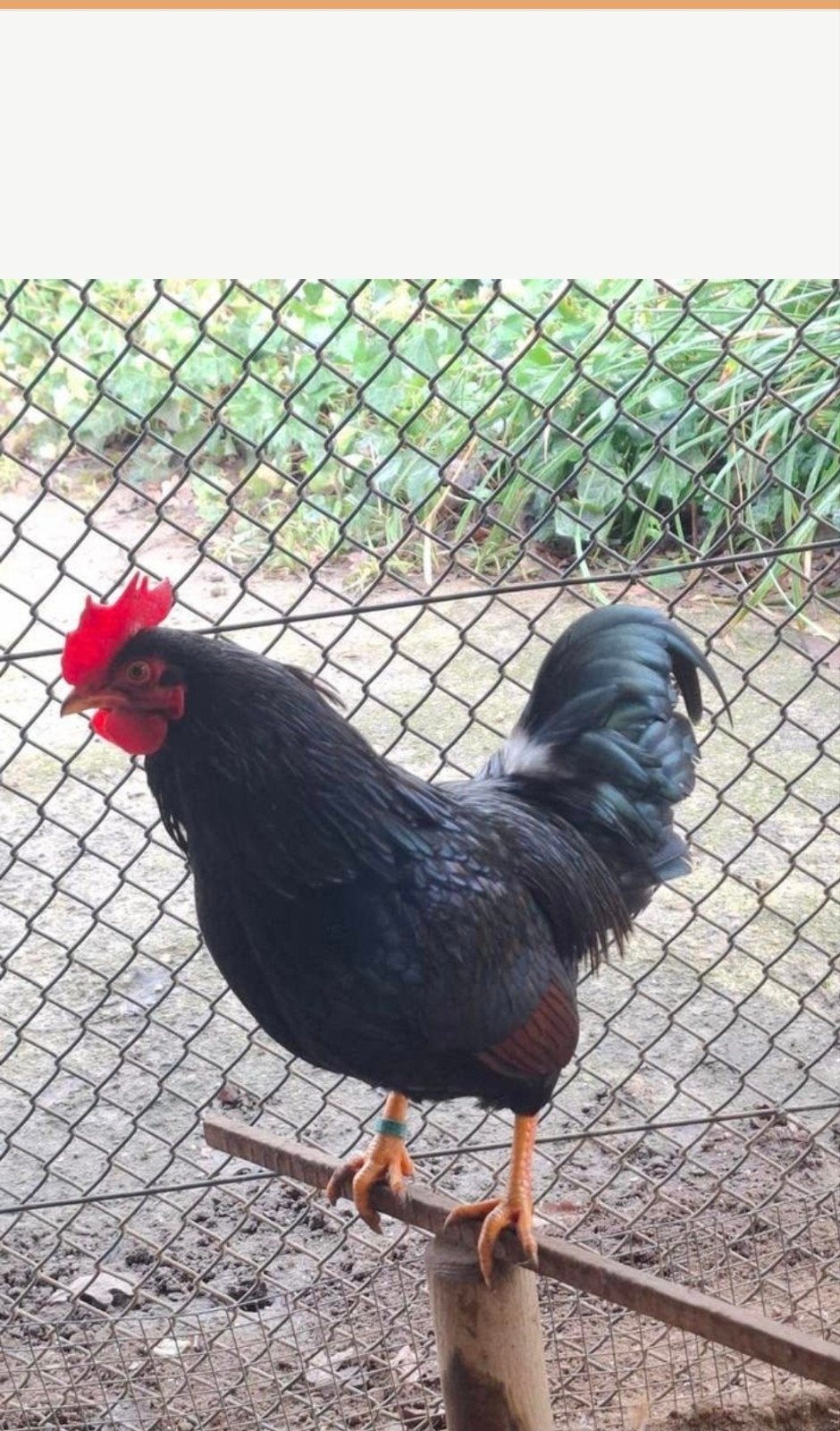 Barnevelder kriel hanen, Mannelijk, Kip
