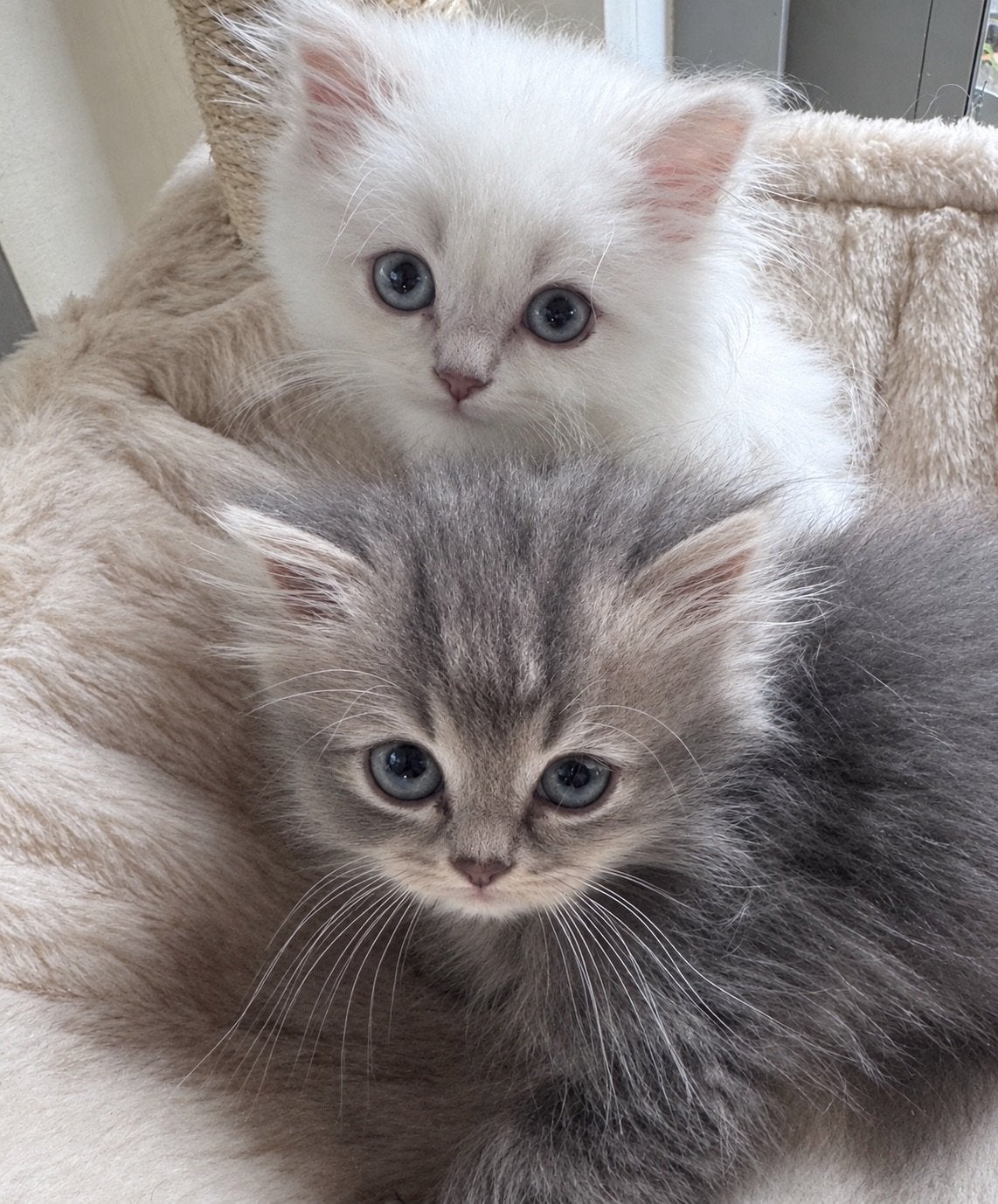 Brits langhaar kittens, Meerdere dieren, Ontwormd, 0 tot 2 jaar