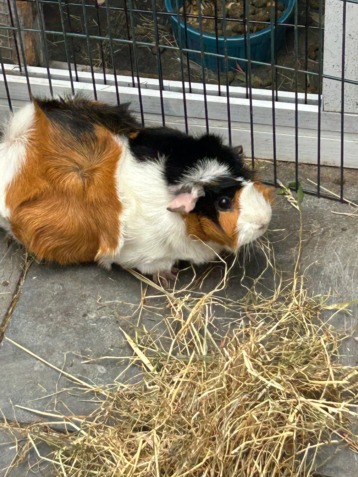 Lief cavia zeugje, Cavia, Juni, Vrouwelijk, Tam