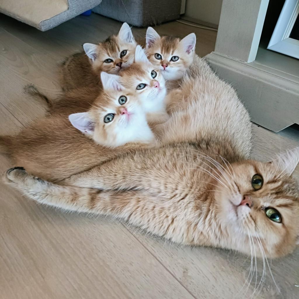 Laatste Unieke Britse Korthaar Black Golden Shaded Kitten, Dieren en Toebehoren, Katten en Kittens | Raskatten | Korthaar, Meerdere dieren