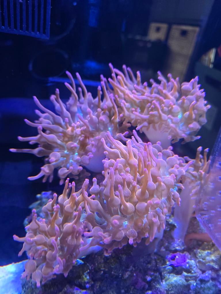 Sunburst anemoon - op aanvraag, Dieren en Toebehoren, Vissen | Aquariumvissen, Vis