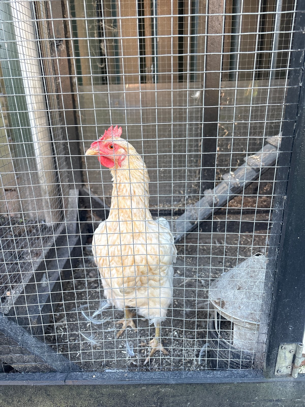 3 gratis kippen, Dieren en Toebehoren