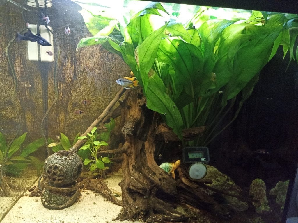 Aquarium, Juwel, Ophalen, Gebruikt, Inclusief deksel, Leeg aquarium
