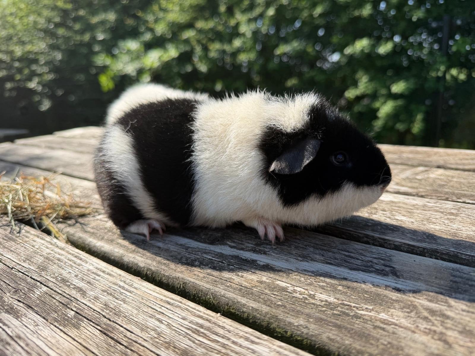 2 jonge raszuivere US Teddy cavia-beertjes, Cavia, April, Mannelijk, Tam
