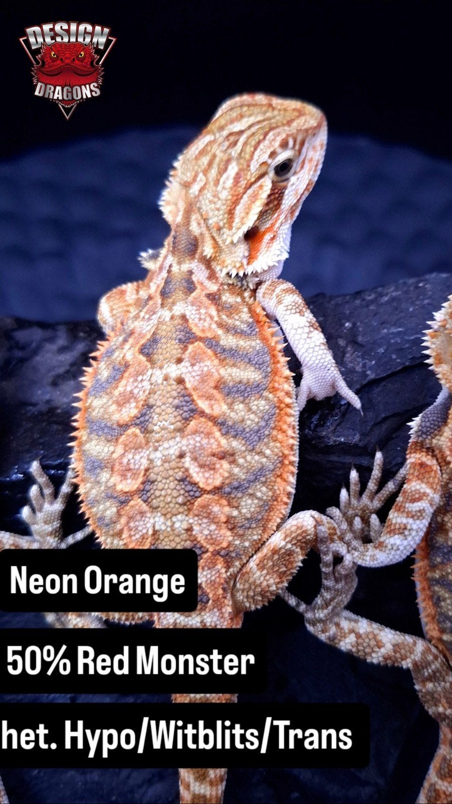 50% Red Monster Tiger dames baardagaam paars, Hagedis, 0 tot 2 jaar