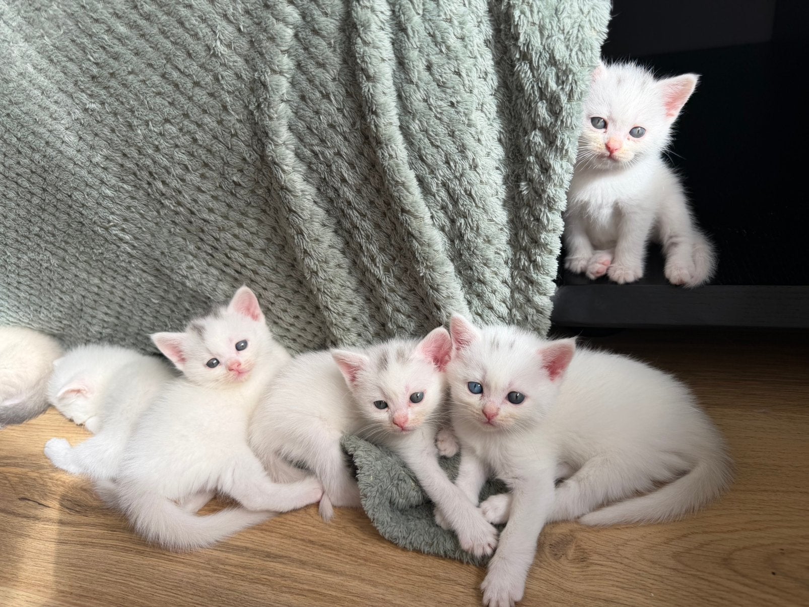 Siamees & Britsekorthaar mix, Dieren en Toebehoren, Poes, Ingeënt