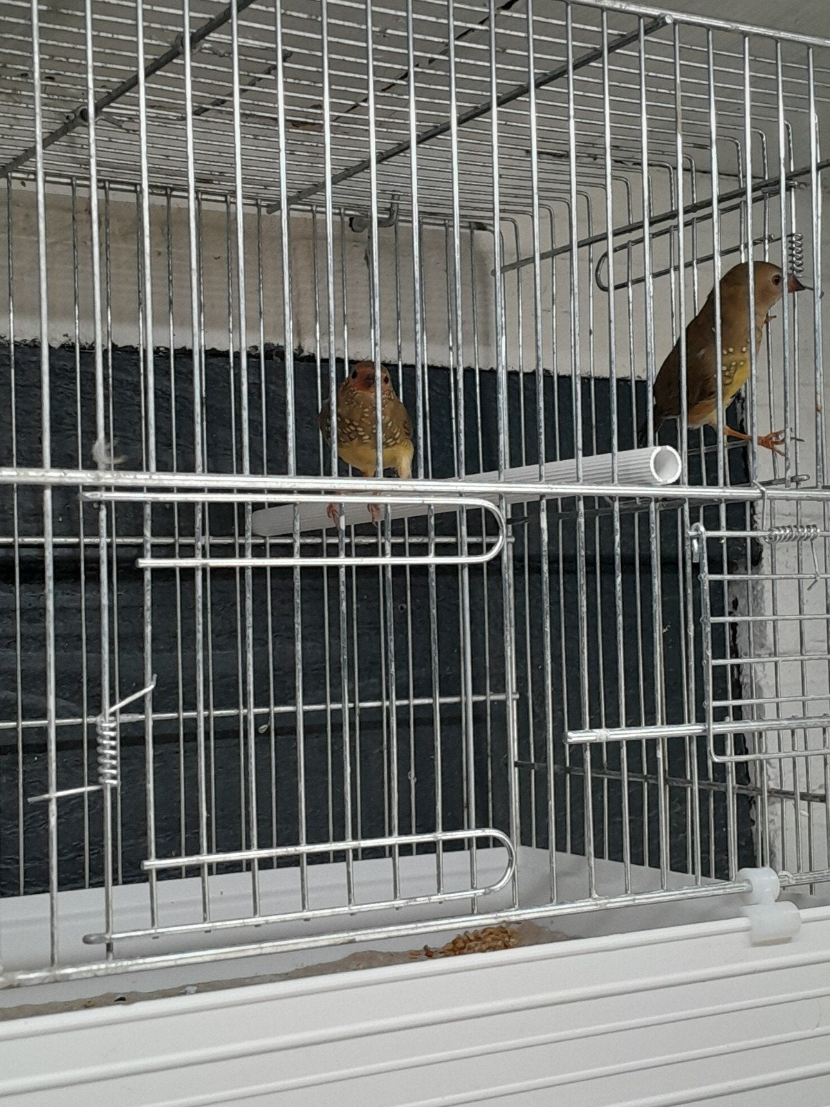 VOGELS TE KOOP, Meerdere dieren, Tropenvogel, Geringd