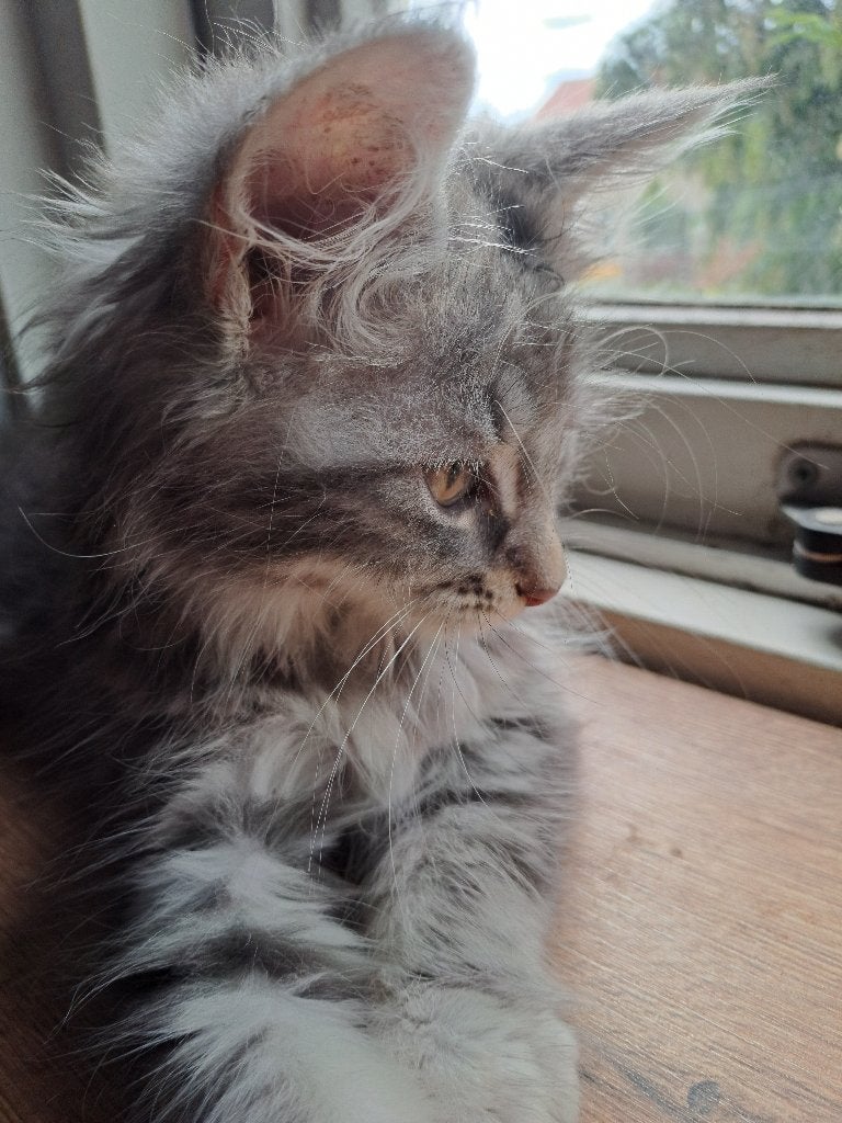 Maine coon poesje  mag verhuizen, Dieren en Toebehoren, Katten en Kittens | Raskatten | Langhaar, Meerdere dieren, Gechipt