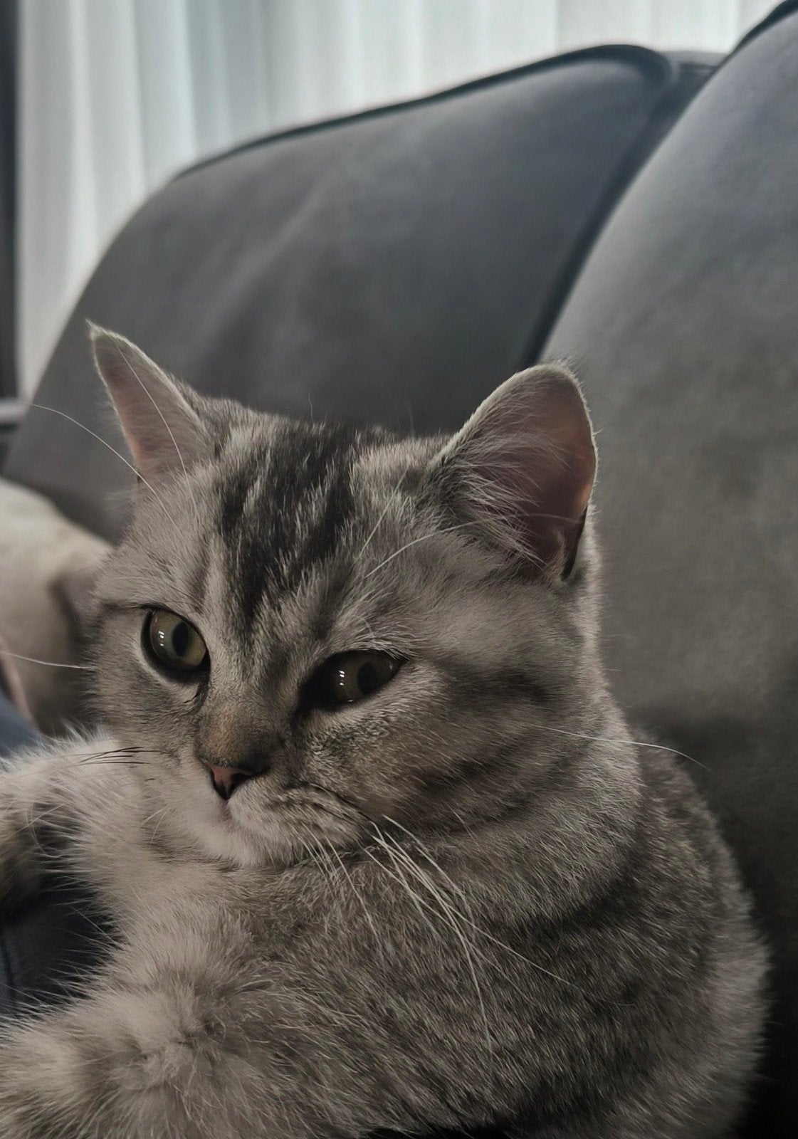 De Brits Korthaar 6 maanden oud, Poes