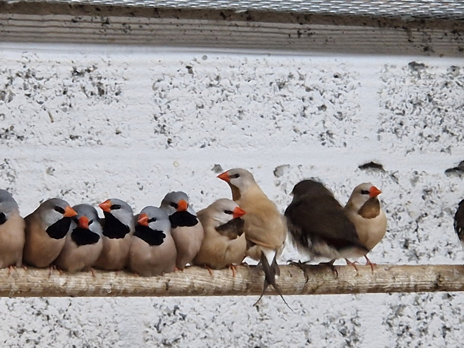 spitsstaart amadine 2026, Meerdere dieren