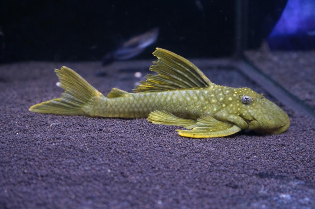 L200 Green Phantom Pleco – Hemianicistrus sp., Dieren en Toebehoren, Vissen | Aquariumvissen, Vis, Zoetwatervis
