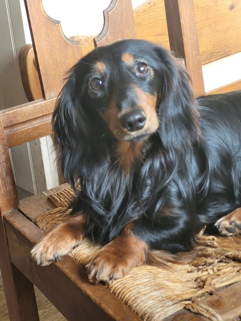 Langhaar dwergteckel dekreu., Dieren en Toebehoren, Honden | Teckels en Dashonden, Parvo, Reu, 1 tot 2 jaar, Dwerg