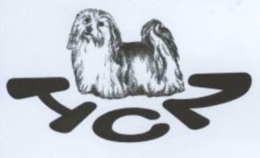 Een havanezer koopt u via de rasvereniging, Dieren en Toebehoren, Parvo, Nederland, Handelaar, 8 tot 15 weken