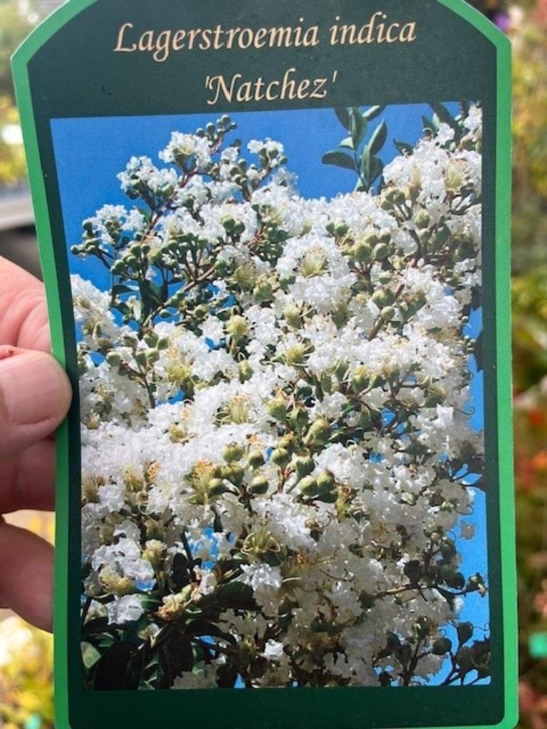 LAGERSTROEMIA NATCHEZ, INDISCHE SERING grote maat!!!, Tuin en Terras, Overige soorten, Zomer, 400 cm of meer, Ophalen