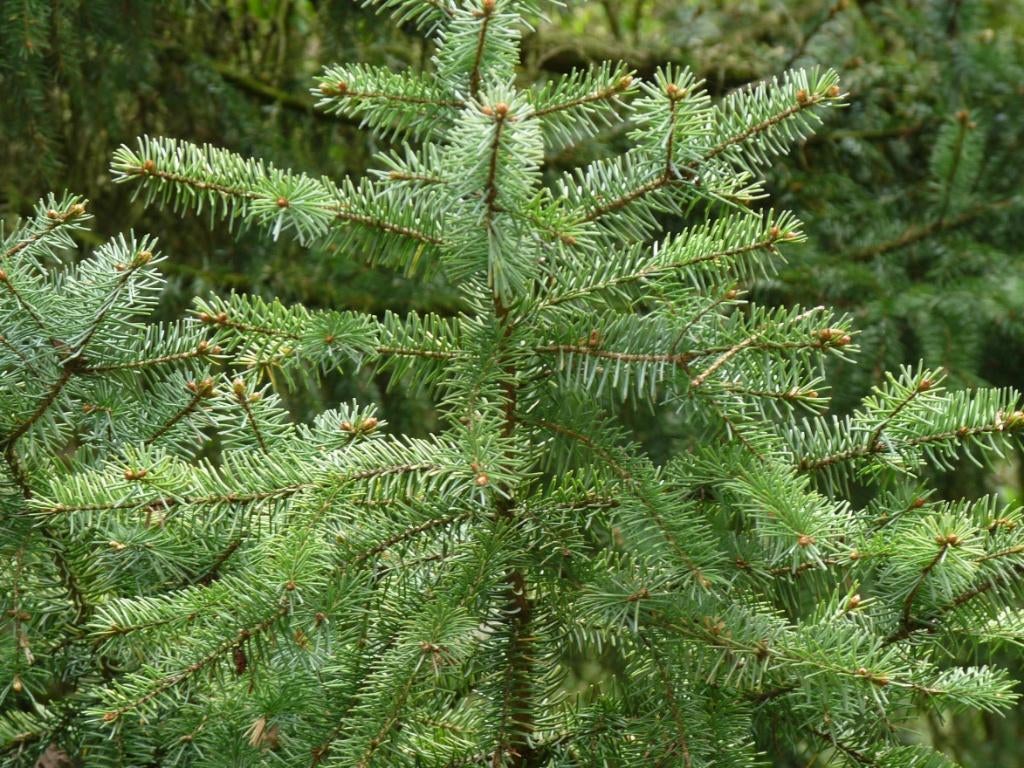 SPAR, Picea omorika Servische spar blauw Heidetuin, Overige soorten, Volle zon, Vaste plant, Ophalen of Verzenden
