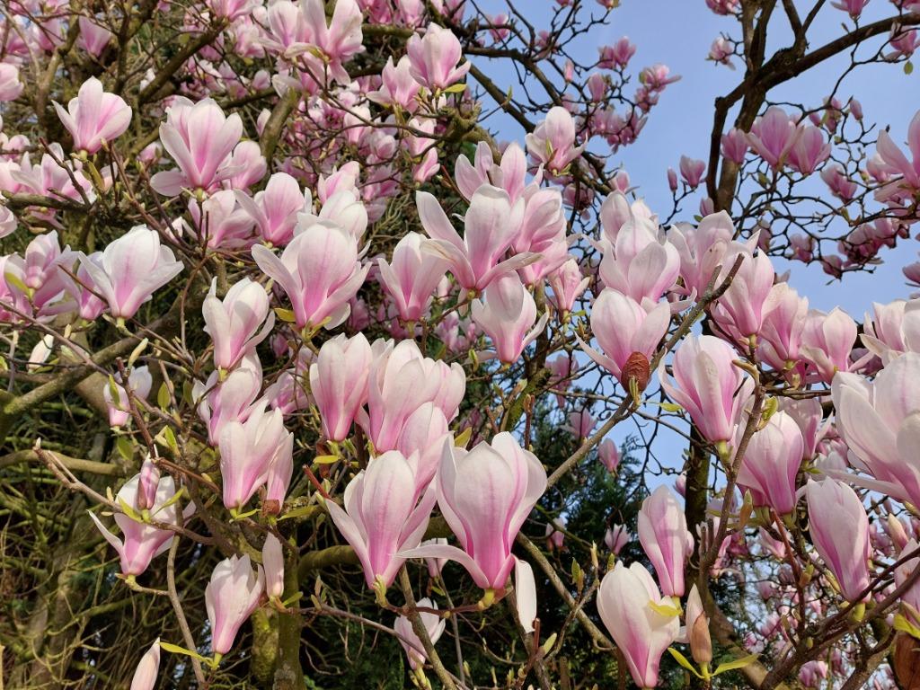 Magnolia, Tulpenboom, Beverboom in veel soorten en maten, Tuin en Terras, Vaste plant, Halfschaduw, Lente, Ophalen