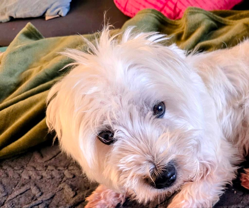 West white highland terrier Dekreu, 6 jaar of ouder, Particulier, Reu, Buitenland