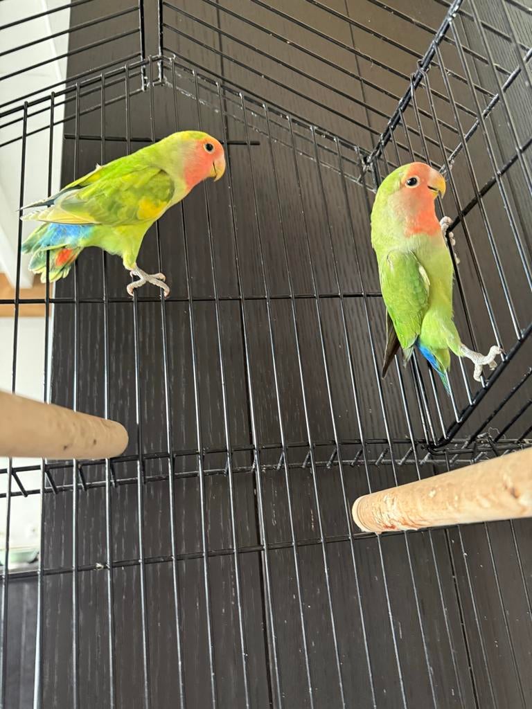2 Dwergpapegaaien groen en geel, Dieren en Toebehoren, Meerdere dieren, Dwergpapegaai of Agapornis, Tam