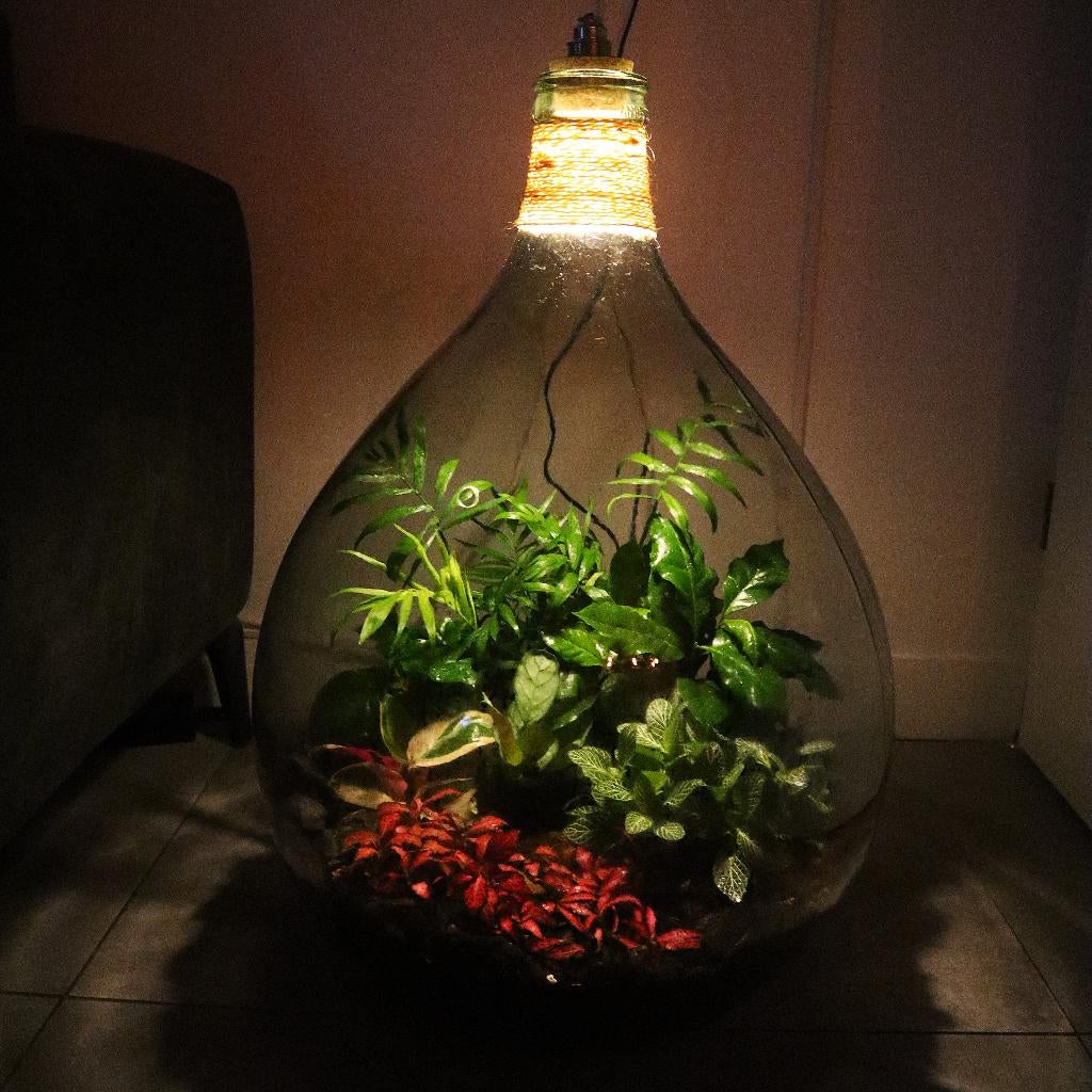 Ecosysteem/flessentuin/planten terrarium met licht, Huis en Inrichting, Kamerplanten, Minder dan 100 cm, Halfschaduw, Ophalen