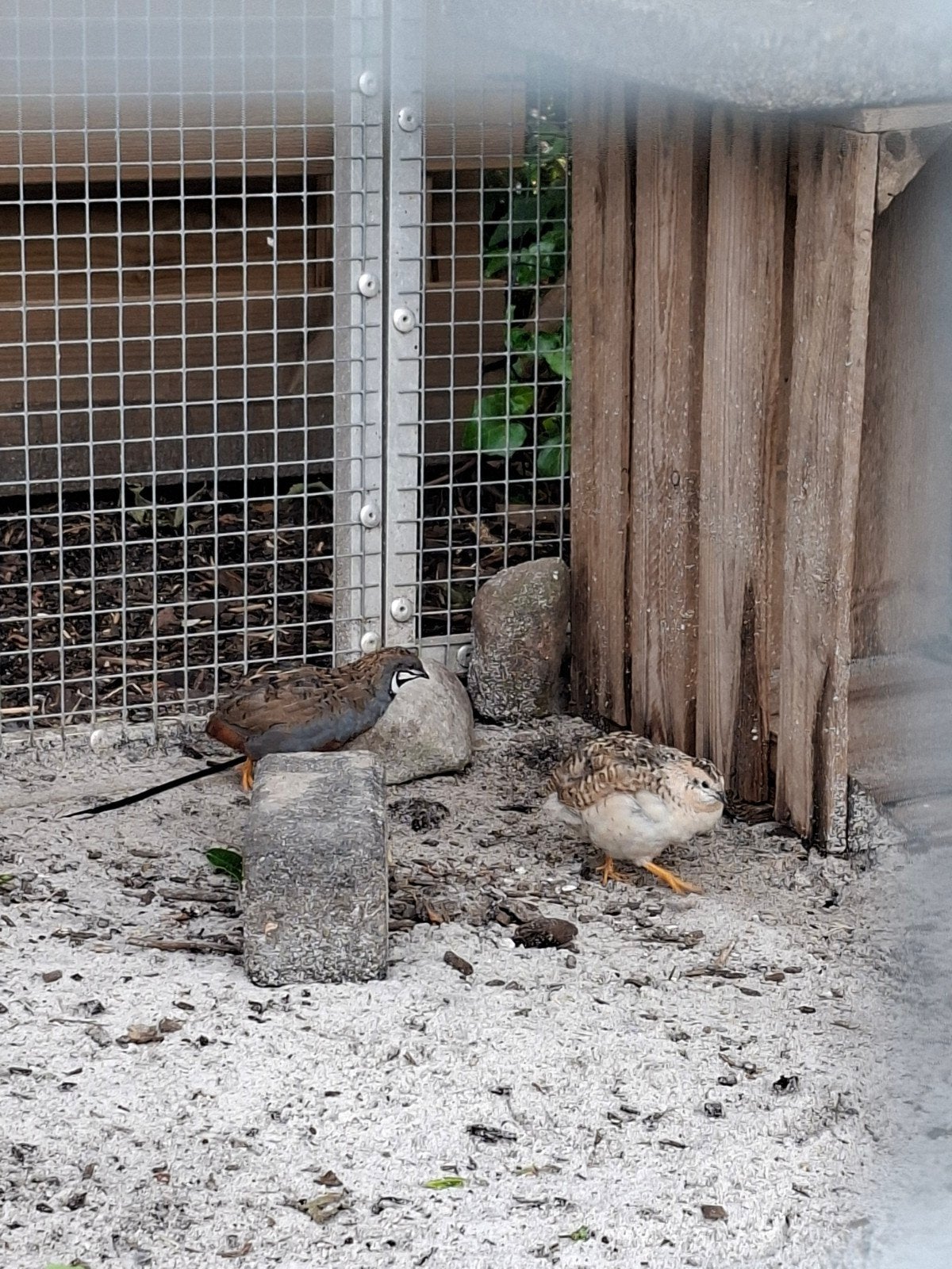 Chinese kwartels, Dieren en Toebehoren, Meerdere dieren