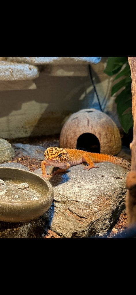 Luipaard gekko (eventueel met terrarium) Leopard Gecko photo 2