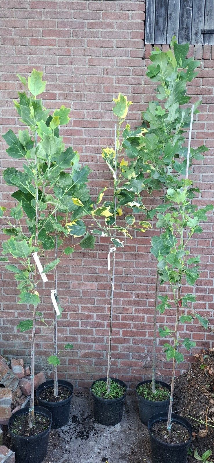 Liriodendron tulipifera, tulpenboom, Overige soorten, 100 tot 250 cm, Zomer, Ophalen