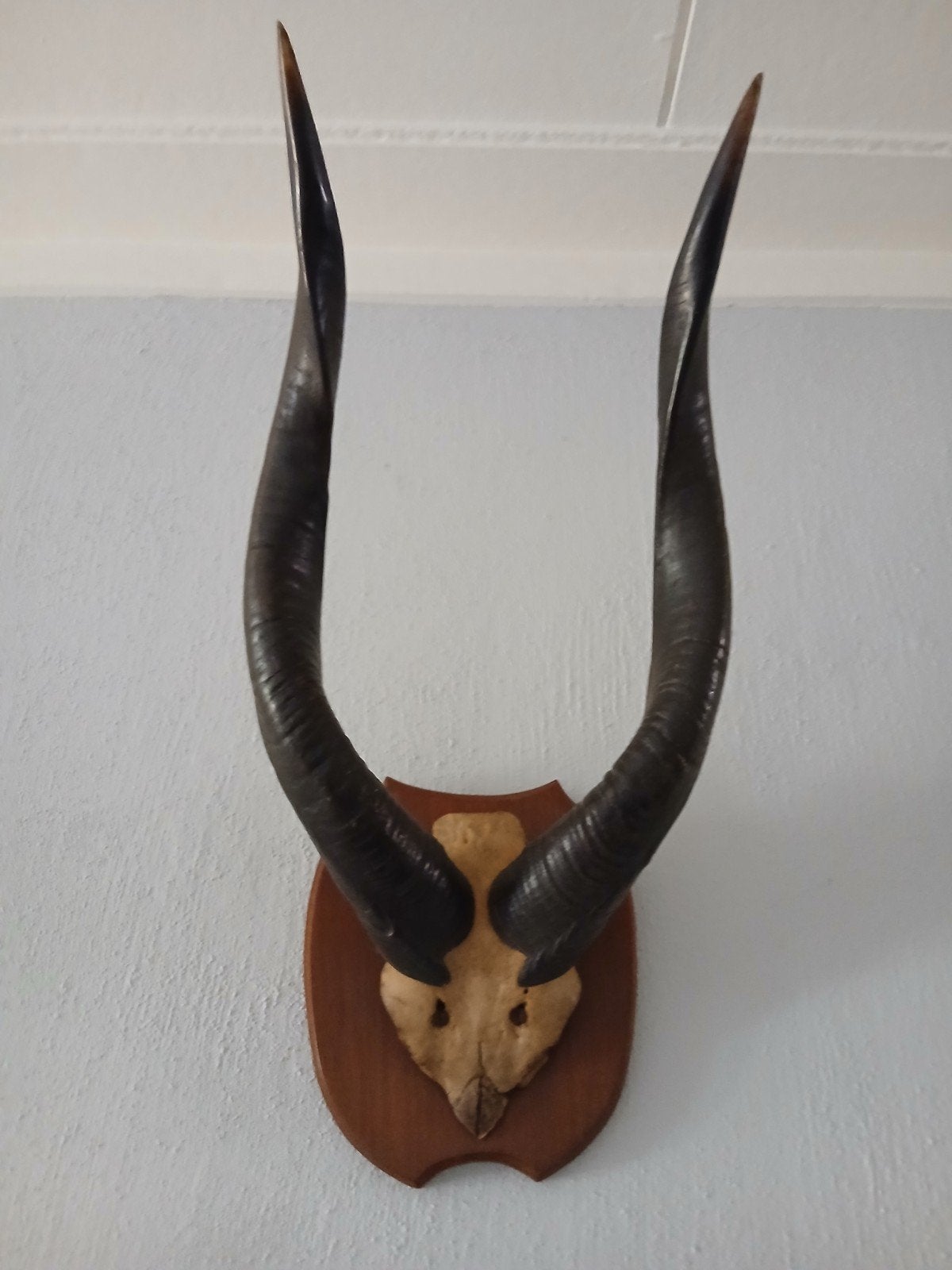 Afrikaanse Koedoe Antilope Hoorns, Ophalen of Verzenden, Gebruikt, Wild dier